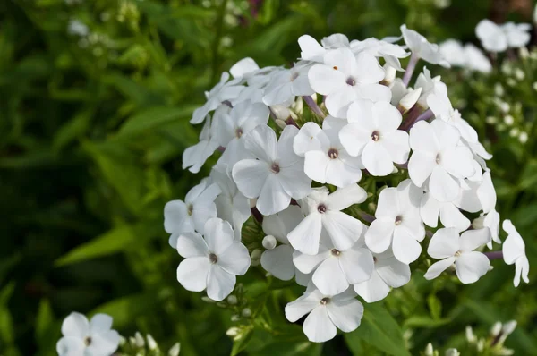 白色的小花 — 图库照片
