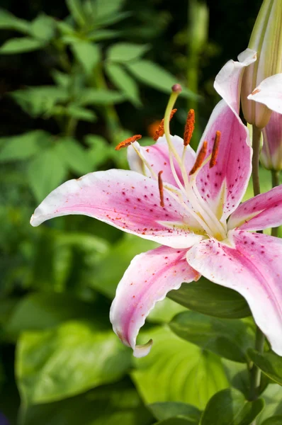 Beauty pink lily — Stock Photo, Image
