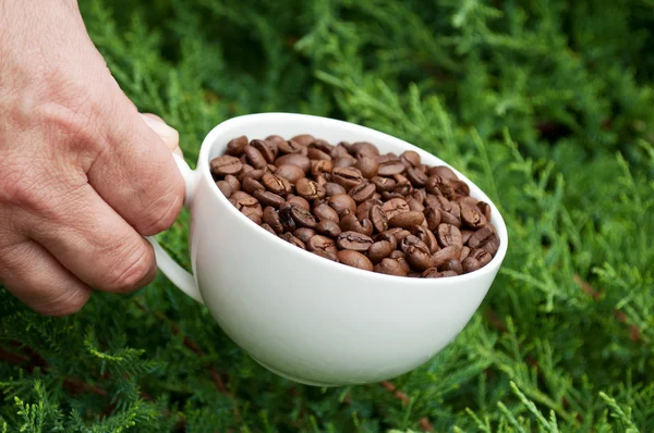 Weiße Tasse voller Kaffeebohnen — Stockfoto