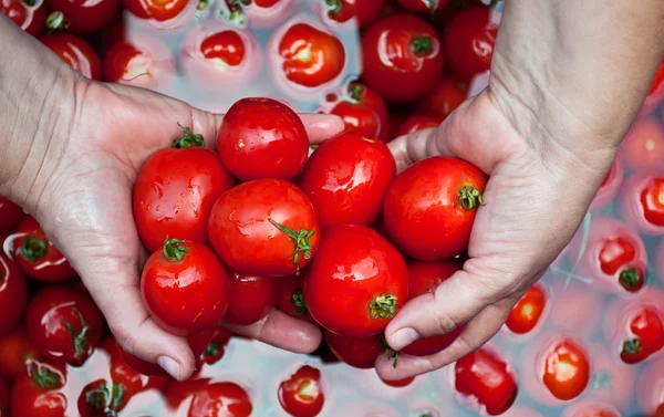Tomates frescos e naturais — Fotografia de Stock
