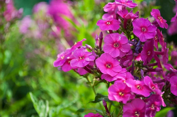Ping-Blumen — Stockfoto