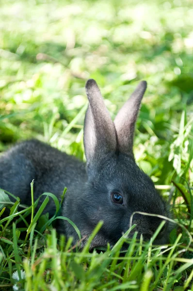 Маленький кролик млекопитающих — стоковое фото