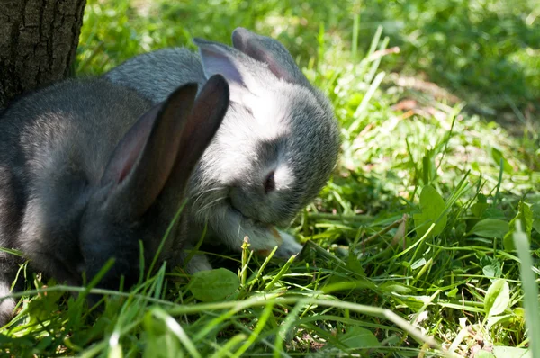 Weinig zoogdier konijnen — Stockfoto