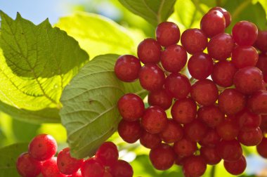 demet doğal Kartopu çiçeği