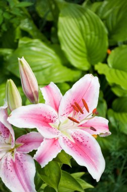 Güzellik pembe lily