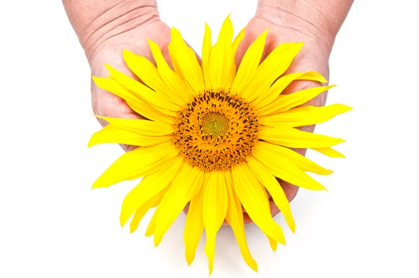 Sonnenblume in den Händen — Stockfoto
