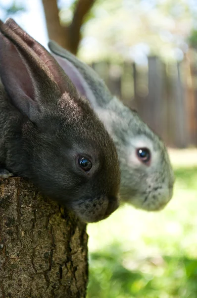 Malý savec králíků — Stock fotografie