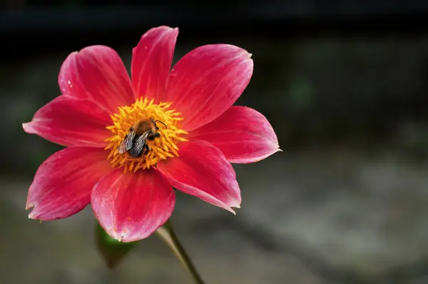 Včela na květině — Stock fotografie