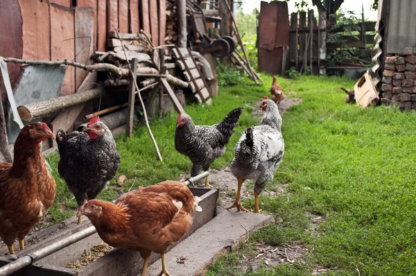 Kuřata v obci — Stock fotografie