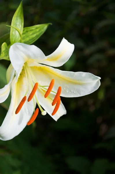 Красота белый цветок — стоковое фото