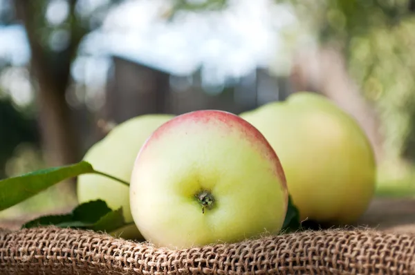 Organic apples in the garden — Stock Photo, Image