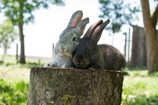 Кролики на пні — стокове фото