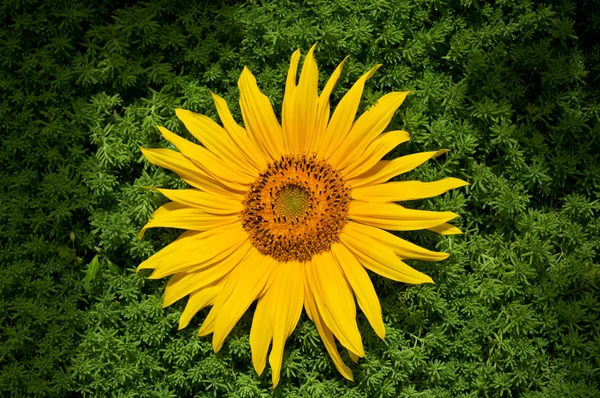Όμορφο κίτρινο ηλιοτρόπιο — Φωτογραφία Αρχείου