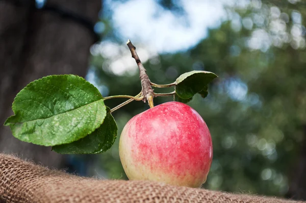 在花园里的新鲜苹果 — 图库照片