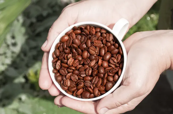 White cup full of coffee beans in hand — Stock Photo, Image