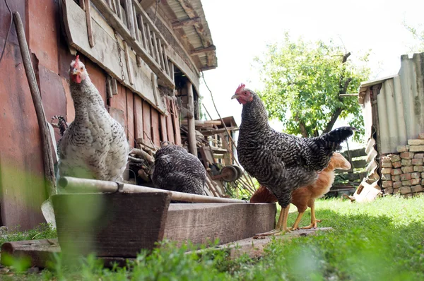 Kippen in de tuin — Stockfoto