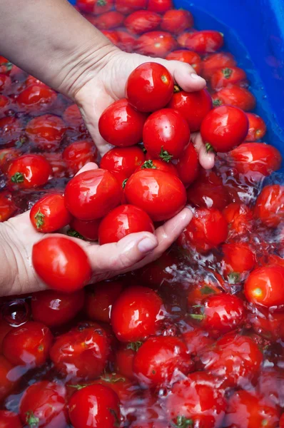 stock image Woman wash tomatoes