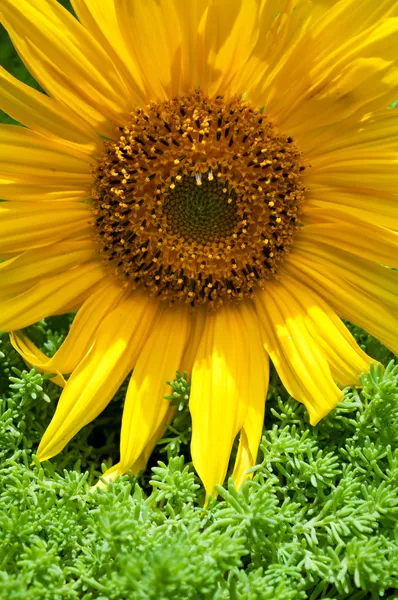 Mooie gele zonnebloem — Stockfoto