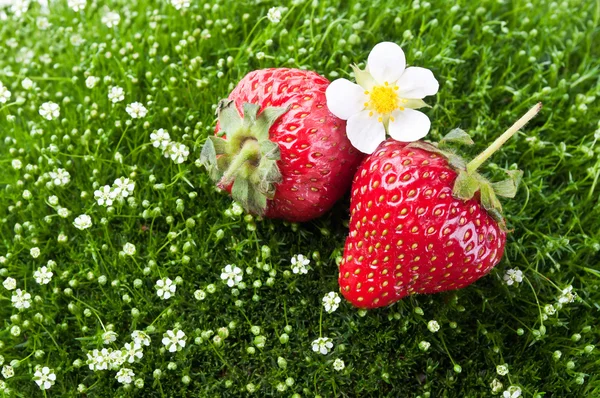 Verse aardbeien en bloemen — Stockfoto