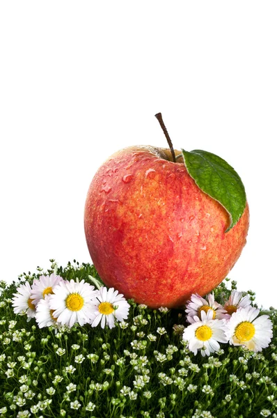 Rød æble isoleret på en hvid baggrund - Stock-foto