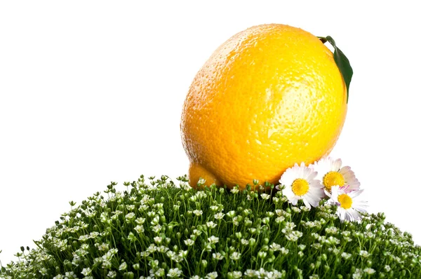 Limão fresco isolado sobre um fundo branco — Fotografia de Stock