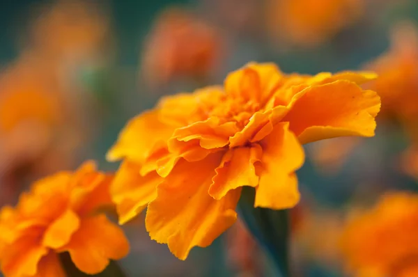 Macro photo with marigold — Stock Photo, Image