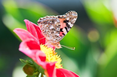 güzel kelebek ile makro fotoğraf