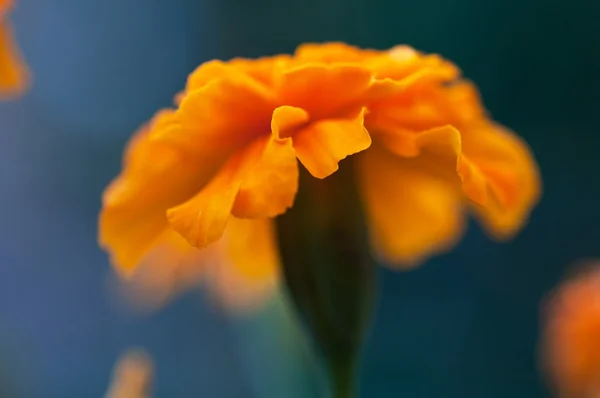 Fotografia macro com calêndula flor — Fotografia de Stock