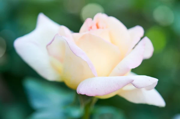 Gyönyörű fehér rózsa — Stock Fotó