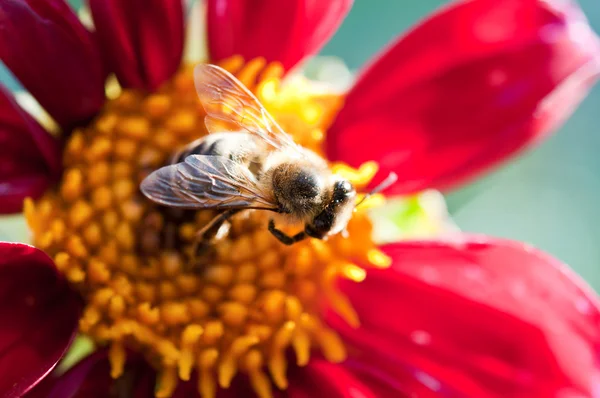 stock image Macro photo with bee