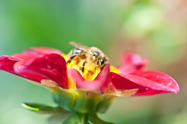 Makro fotografie s včela — Stock fotografie