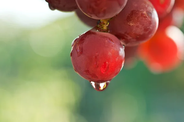 Verse druiven met een daling — Stockfoto