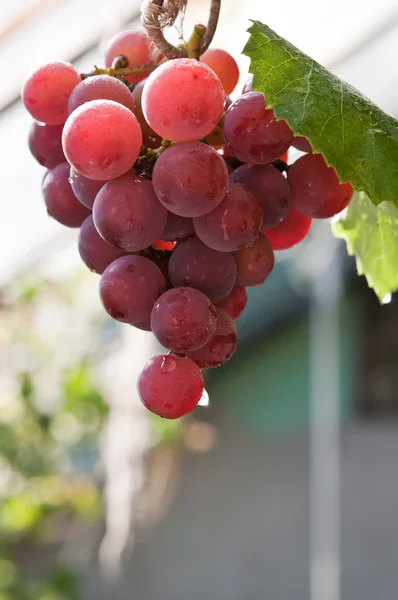 Свежие и красного винограда — стоковое фото