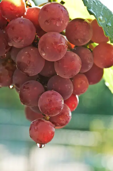 Természetes szaftos szőlő — Stock Fotó