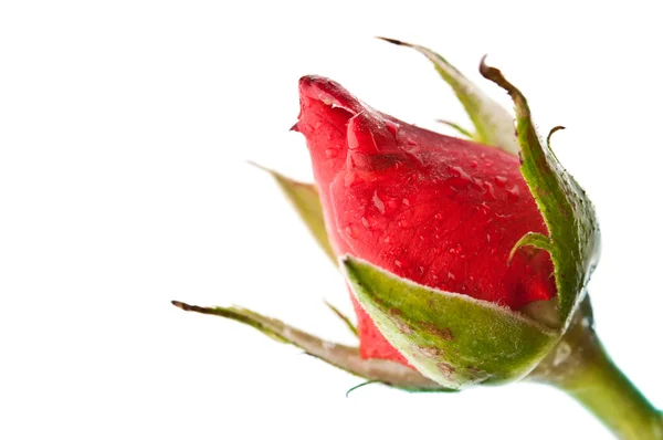 Rosa vermelha fresca — Fotografia de Stock