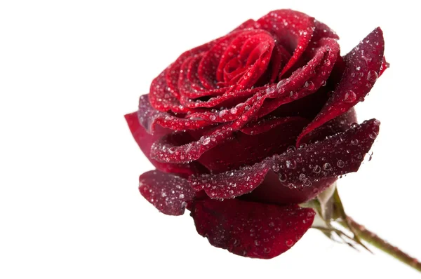 Rosa vermelha com gotas — Fotografia de Stock