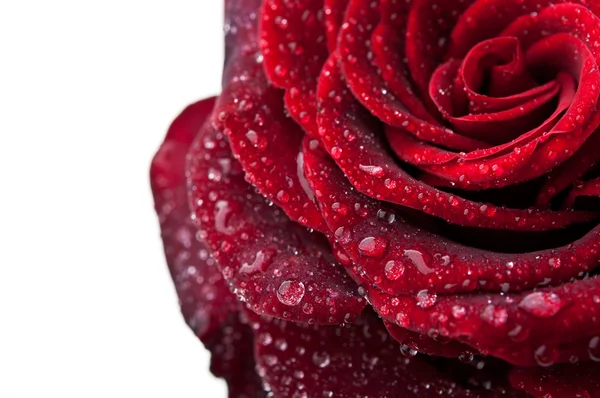 Closeup of red rose — Stock Photo, Image