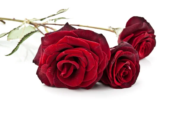 三朵红玫瑰 — 图库照片