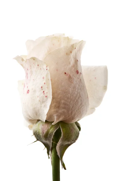 Krémová růže — Stock fotografie