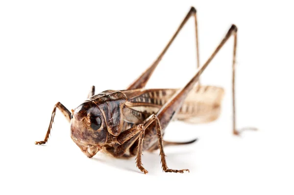 stock image Closeup of grasshopper