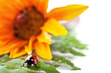 Ladybirds yaprak yeşil ve sarı çiçek