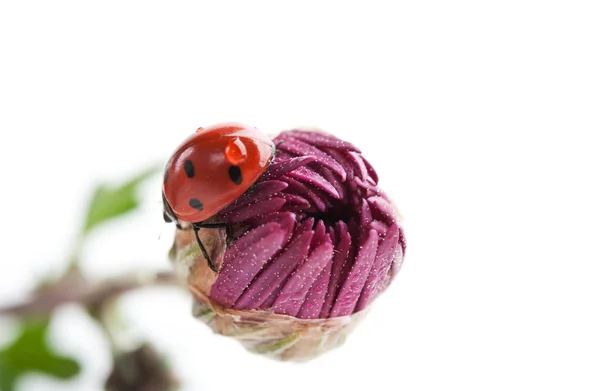 花の小さなテントウムシ — ストック写真