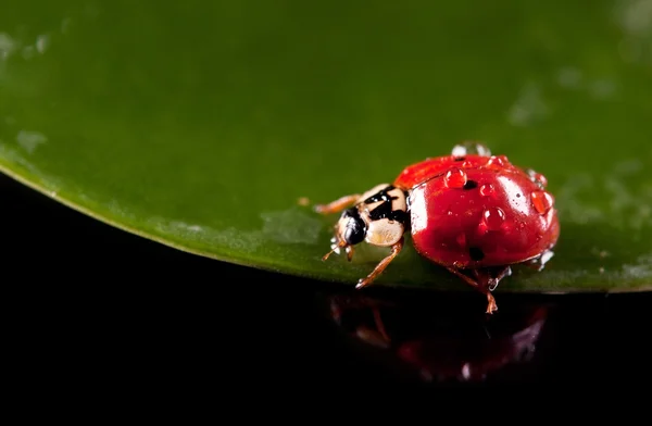 Little ladybird with water droplets — Stock Photo, Image