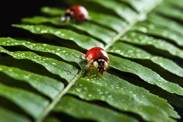 Ladybird na zeleném listu — Stock fotografie