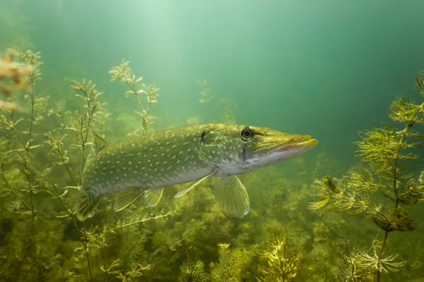 stock image Pike in the lake