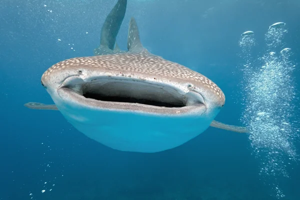 Mavi arka plan üzerinde köpekbalığı — Stok fotoğraf