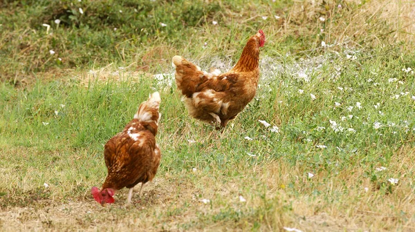 Kippen in een boerderij — Stockfoto