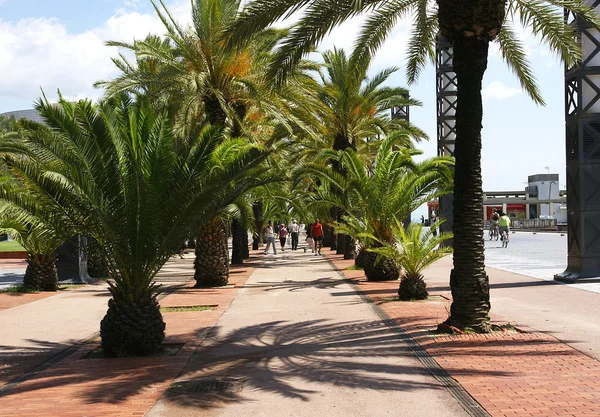 Spaziergang unter Palmen. — Stockfoto