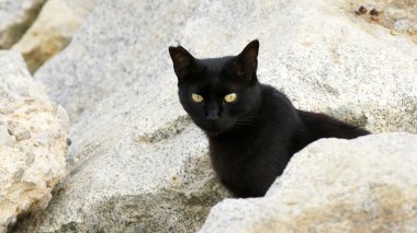 siyah kedi.