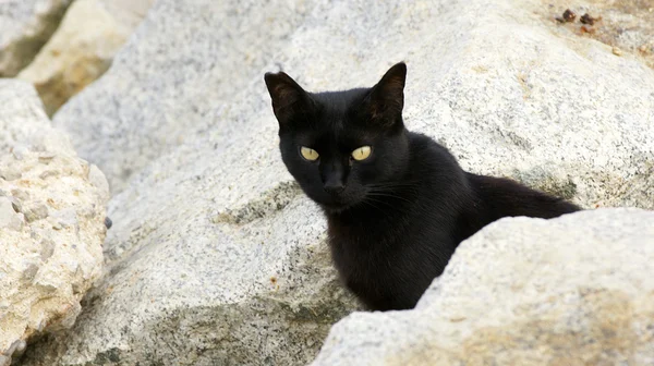 검은 고양이. — 스톡 사진
